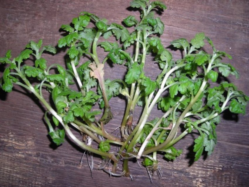 Хризантема