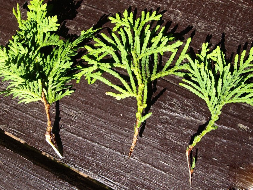 Можжевельник