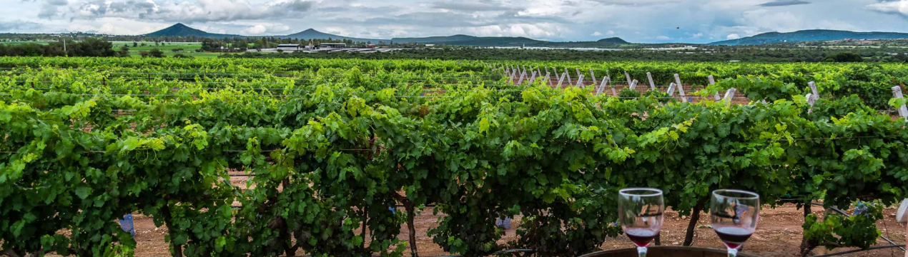 Наслідки Covid-19 на кооперативних виноробнях Португалії