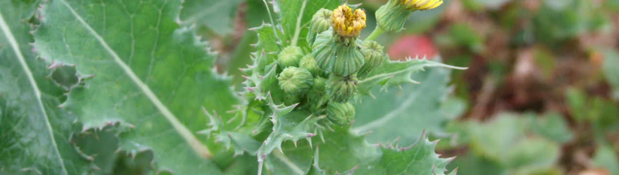 Боротьба з бур'янами: техніка замість гербіциду