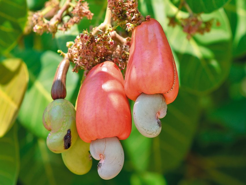 Каталог Компанії Товари Сектор виробництва кешью може понести великі збитки Каталог Компанії Товари Сектор виробництва кешью може понести великі збитки