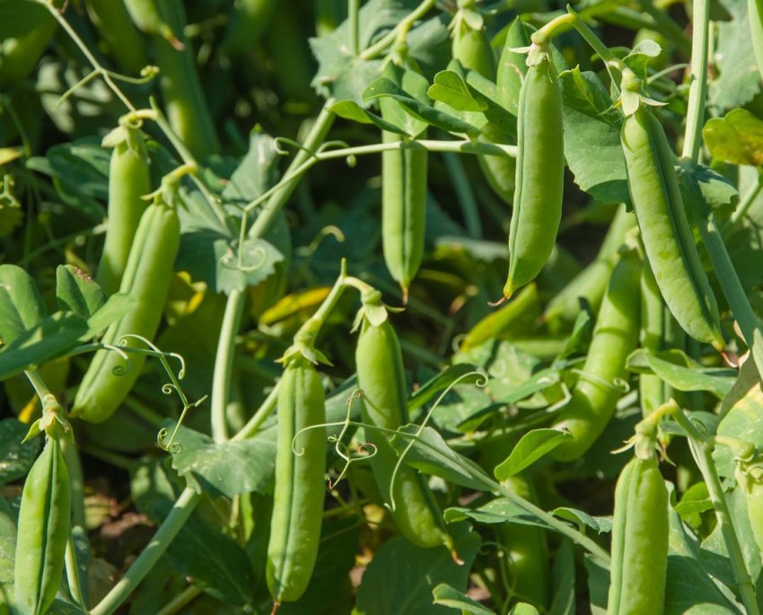 Посів бобових в Хорватії Посів бобових в Хорватії