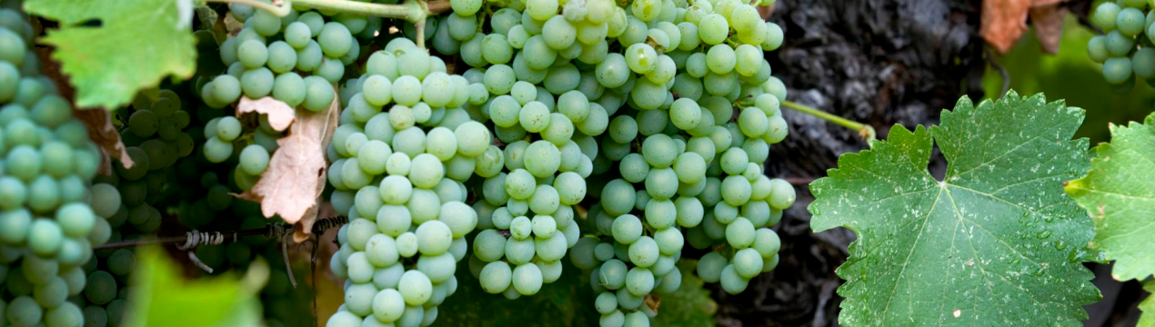 Calardis Blanc доданий до списку сортів винограду