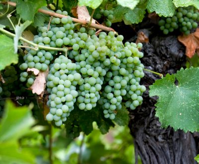 Calardis Blanc доданий до списку сортів винограду