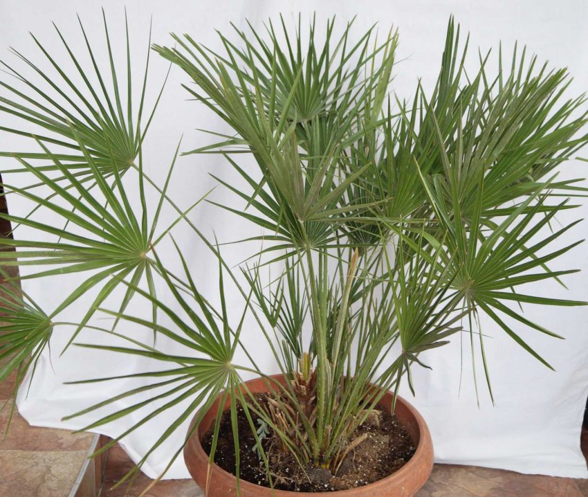 Хамеропс Хамеропс