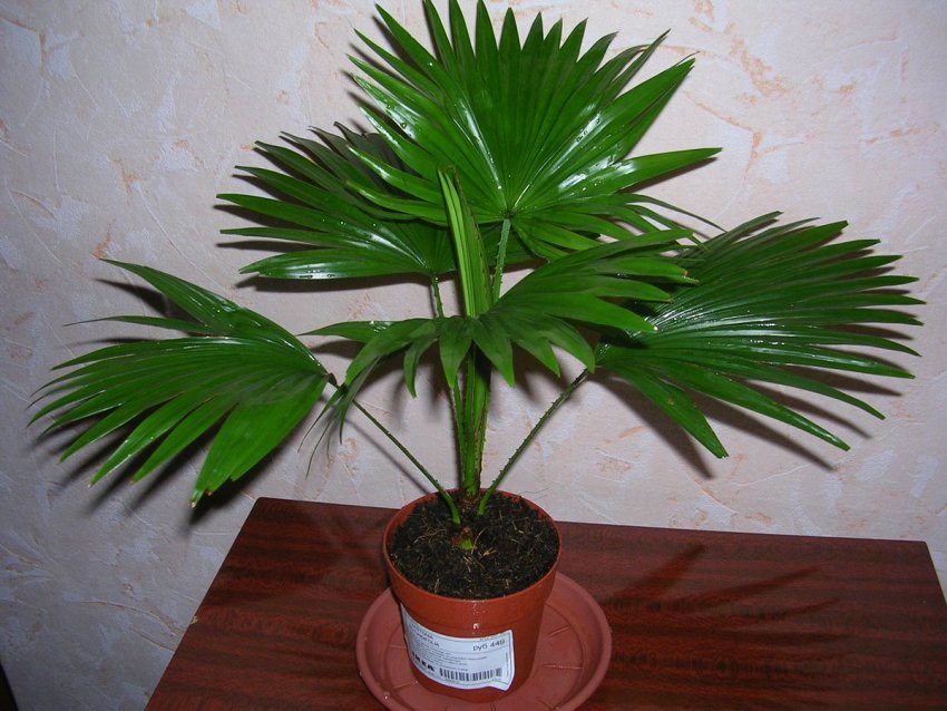 Лівістона Лівістона