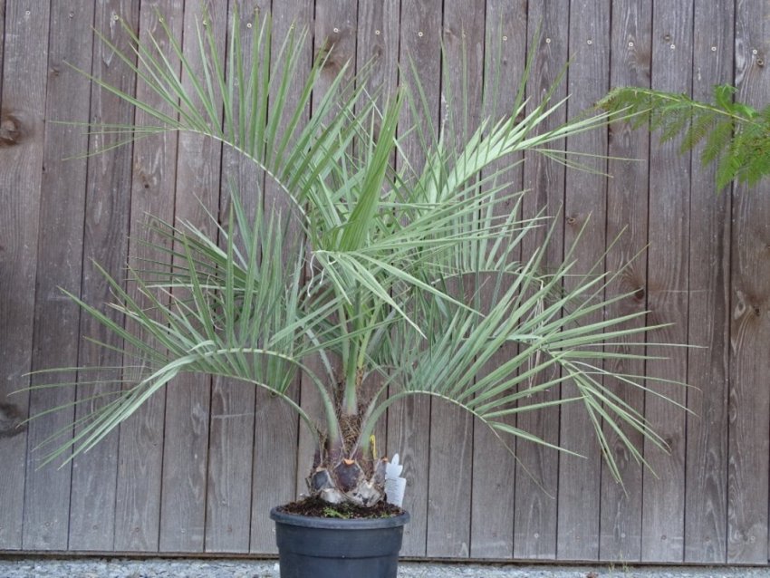 Бутія Бутія