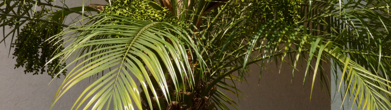Які пальми можна виростити в саду і вдома