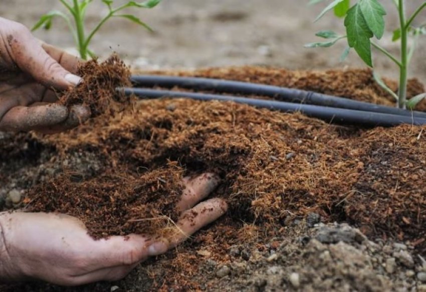 Мульчування торфом