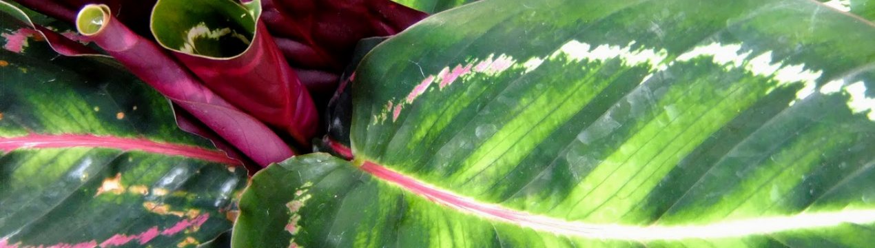 Чому сохнуть листя калатеї