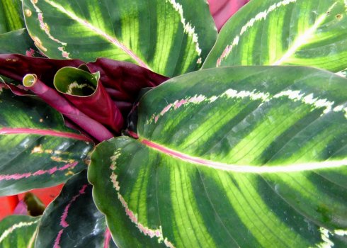 Чому сохнуть листя калатеї