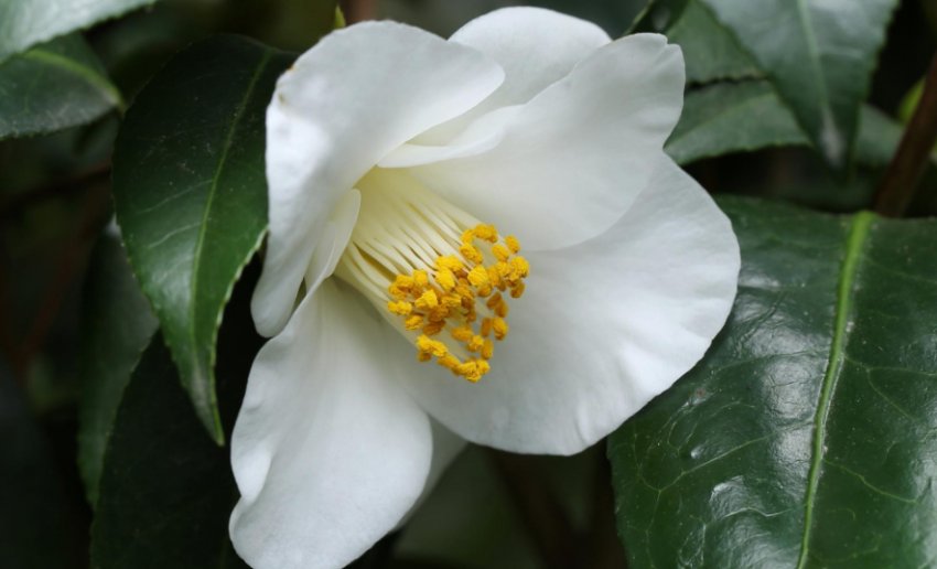 Камелія китайська