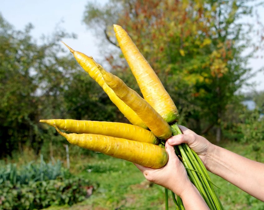 Сорт «Yellowstone»