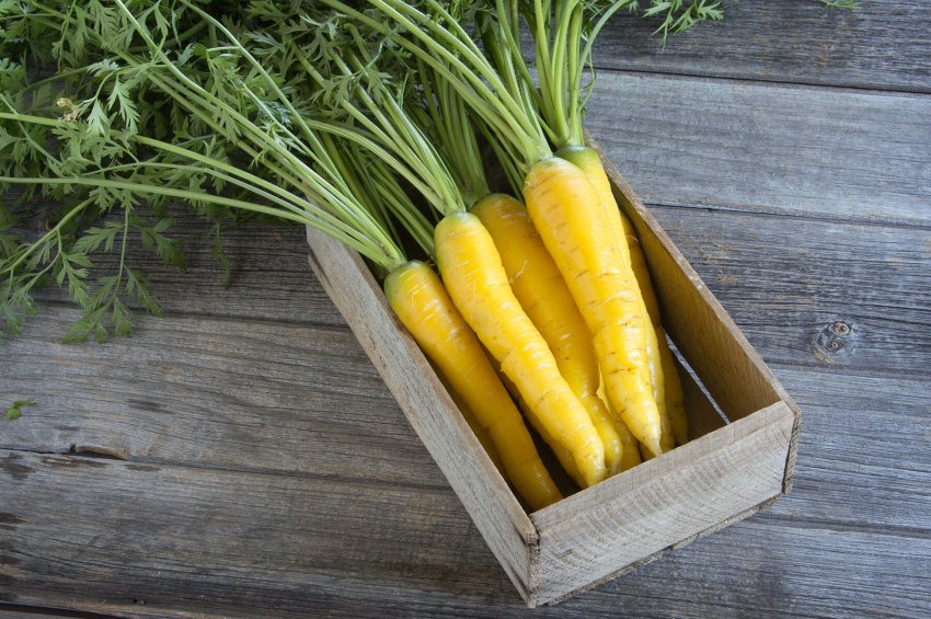 Імпортні або вітчизняні сорти жовтої моркви. Які краще?