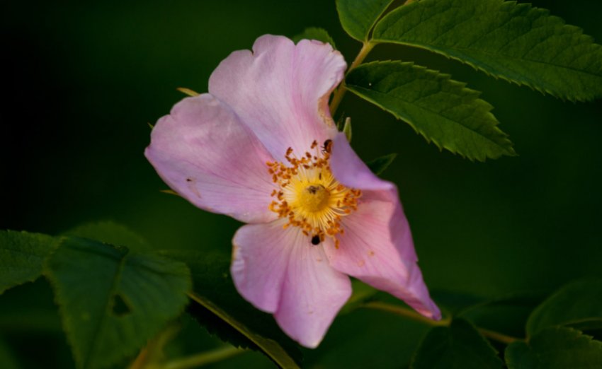 Гірська камелія