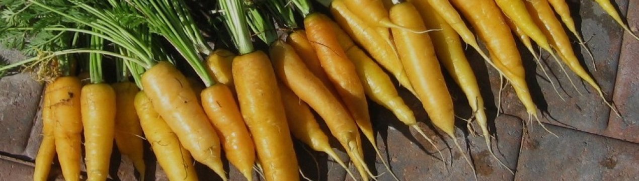 Імпортні чи вітчизняні сорти жовтої моркви. Які кращі?