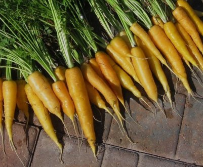 Імпортні чи вітчизняні сорти жовтої моркви. Які кращі?