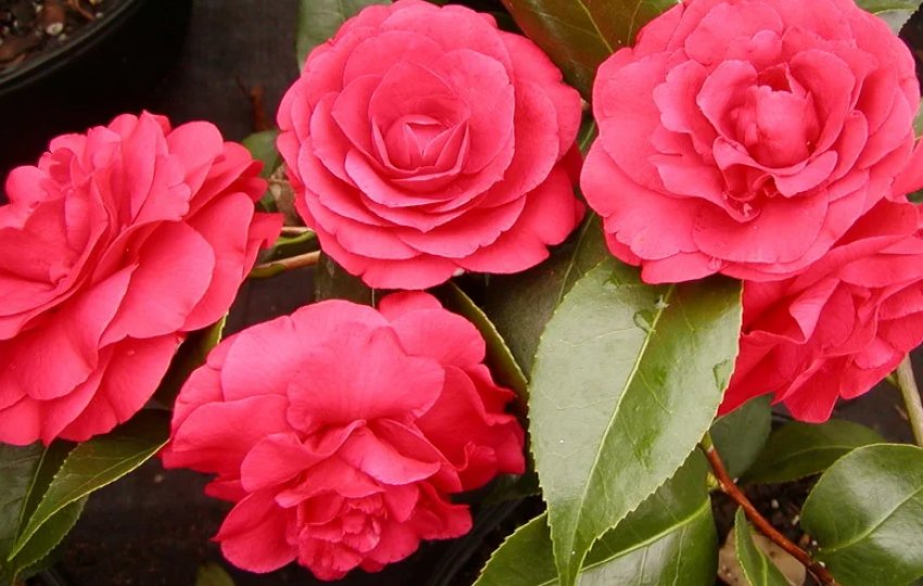 Сауленская камелія