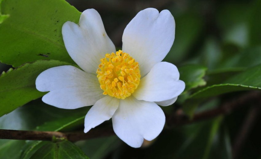 Камелія олійна