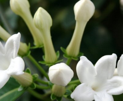 Як доглядати за стефанотисом в домашніх умовах