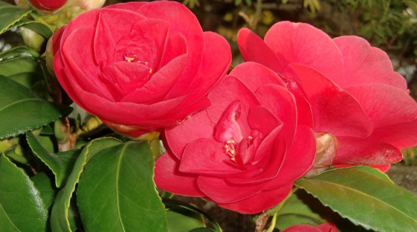 Камелія сітчаста