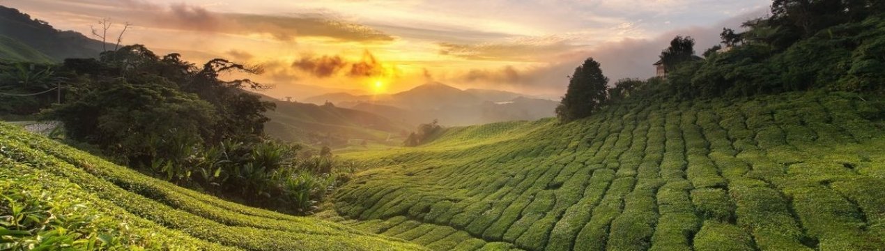 Потері на південно-індійських плантаціях чаю і спецій через блокування