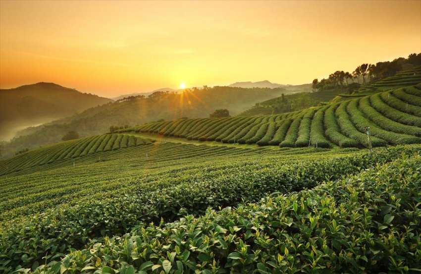 Втрати на південно-індійських плантаціях чаю та спецій через блокування Втрати на південно-індійських плантаціях чаю та спецій через блокування