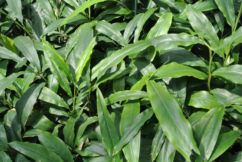 Втрати на південно-індійських плантаціях чаю та спецій через блокування Втрати на південно-індійських плантаціях чаю та спецій через блокування