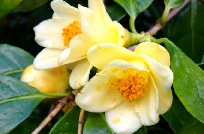 Золотистоцветковая камелія