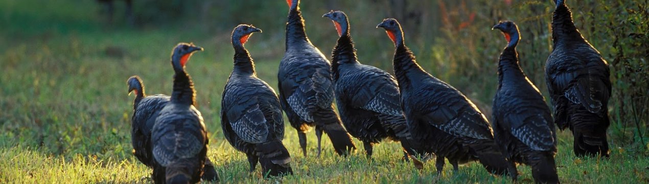 Правительство бореться з пташиним грипом в Південній Кароліні