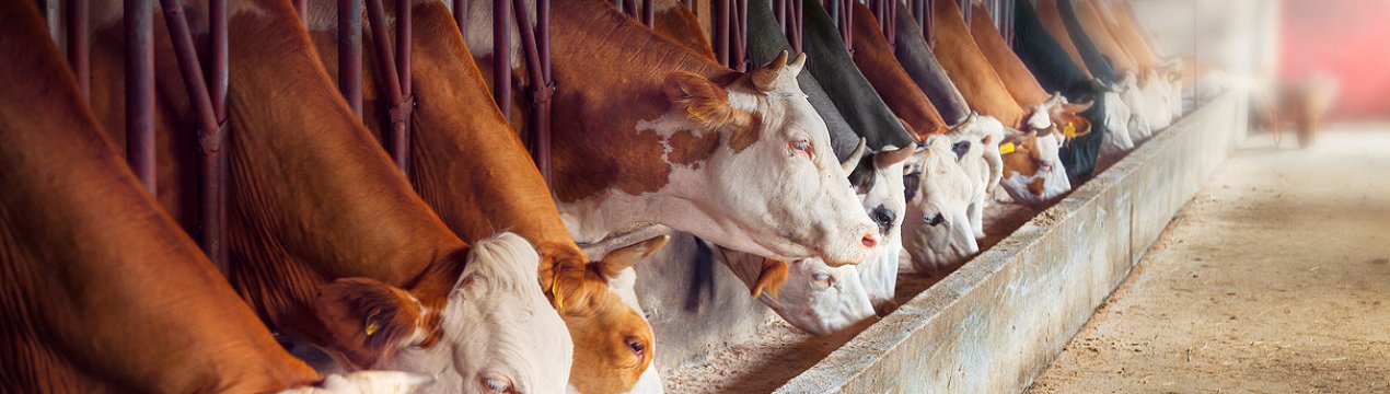 Союз закликає до термінового втручання для підтримки велшських молочних ферм