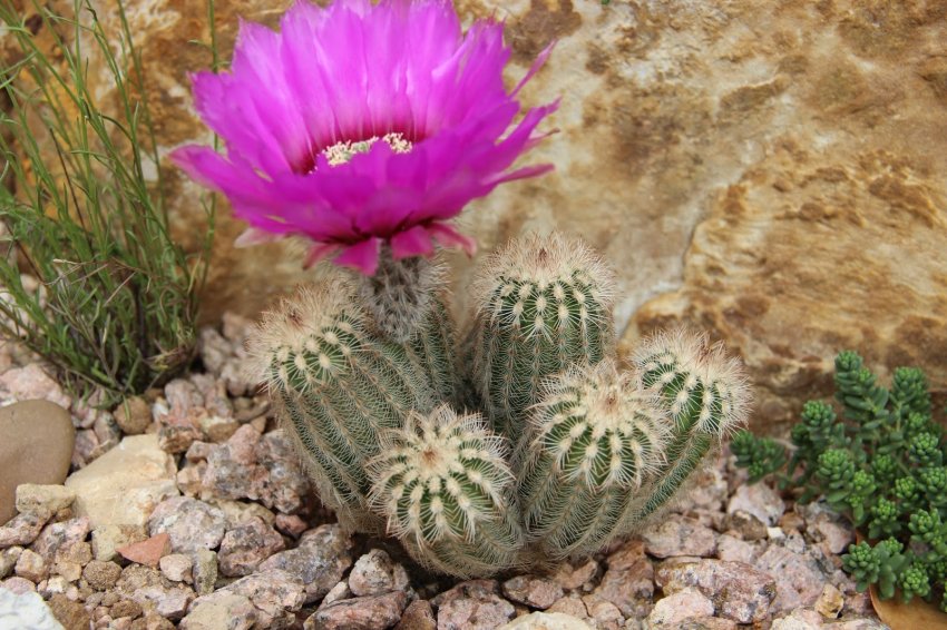 Эхиноцереус гребінчастий