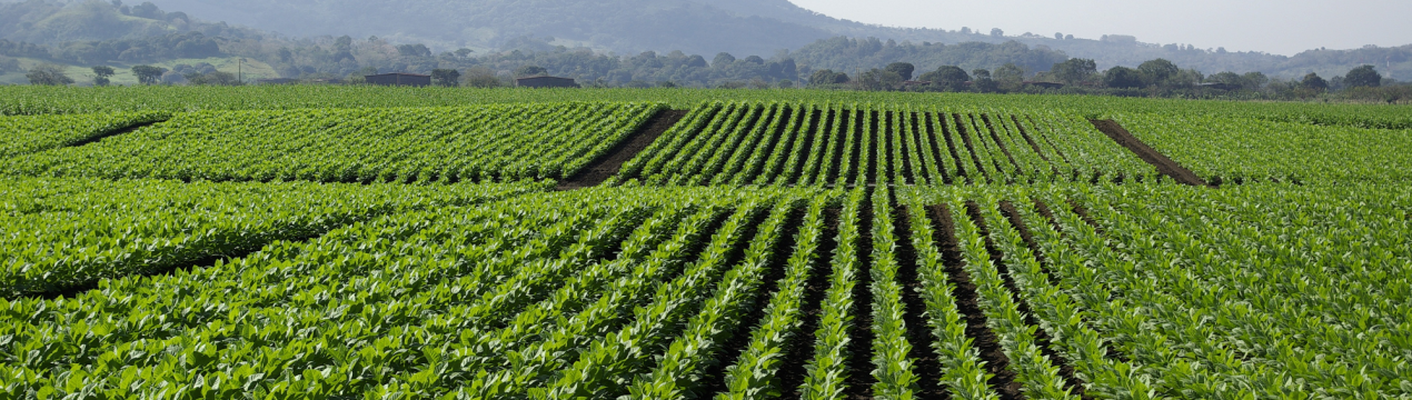 Болгарські фермери можуть укладати контракт з сезонними працівниками на строк більше одного дня