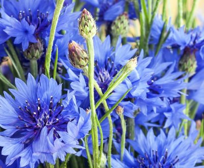 10 кращих квітів-самосійок для саду