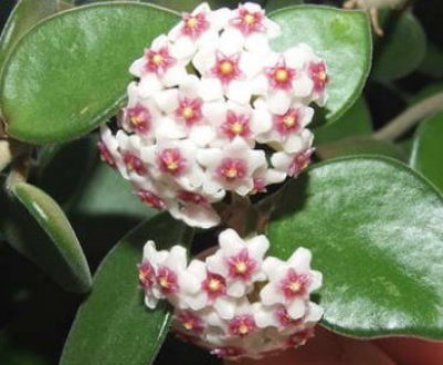 Хойя карноза: як доглядати в домашніх умовах