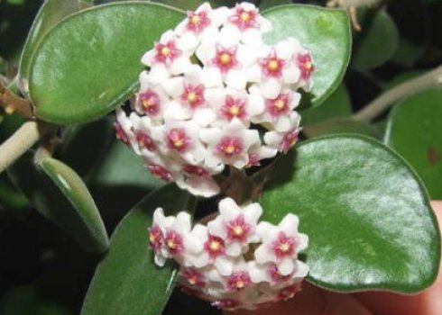 Хойя карноза: як доглядати в домашніх умовах