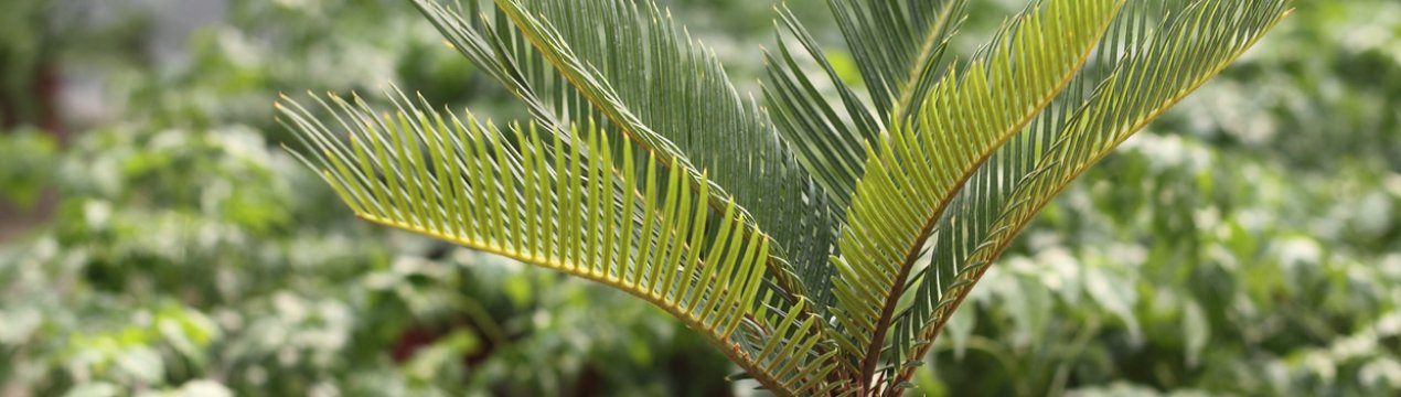 Квітка цикас революта: як доглядати в домашніх умовах