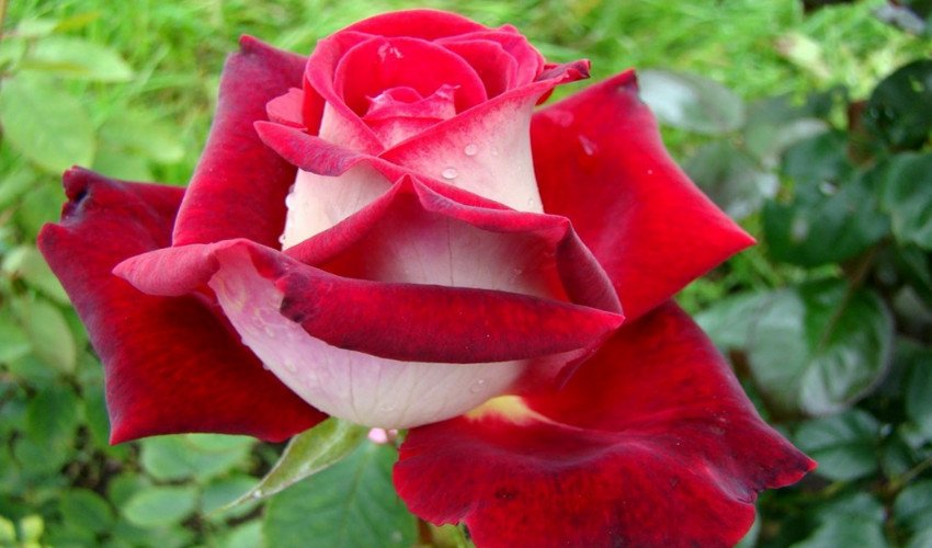 Троянда Осирия Троянда Осирия