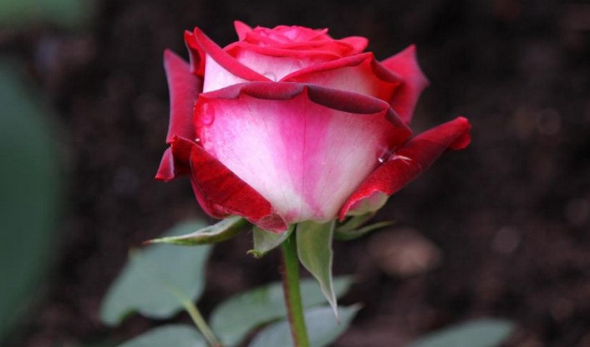 Троянда Осирия Троянда Осирия