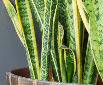 Сансевієрія: користь і шкода, прикмети і забобони
