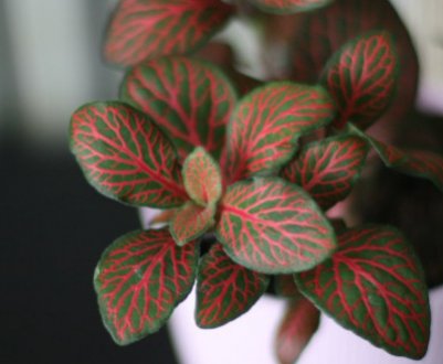 Фіттонія мікс: догляд в домашніх умовах