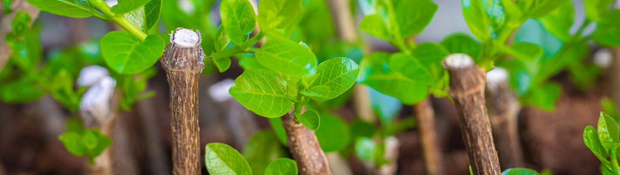 9 садових рослин, які легко виростити з відводків