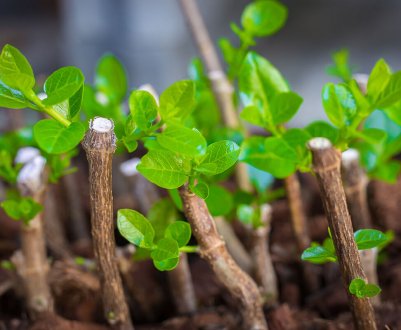 9 садових рослин, які легко виростити з відводків