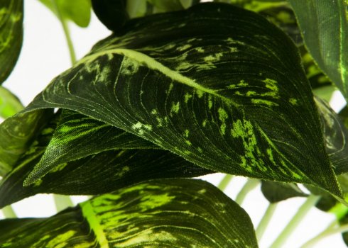 Диффенбахія: користь і шкода, прикмети і забобони