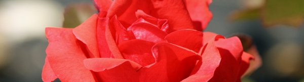 Осенняя обрезка канадских роз - Акадо-Гид
