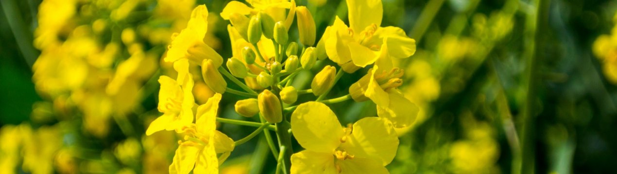 Сільськогосподарська погода: галузі, які по-різному постраждали від посухи