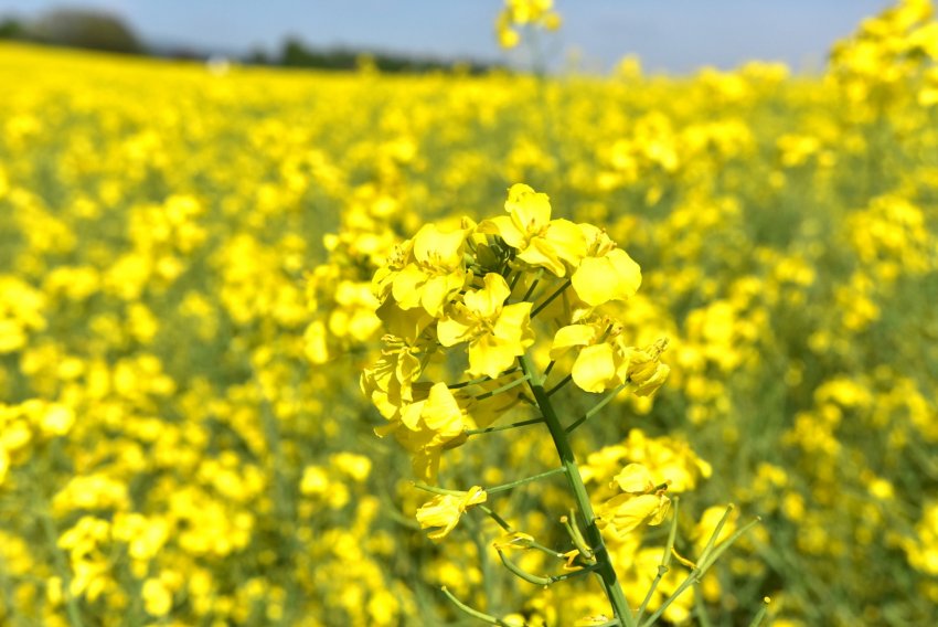 Сільськогосподарська погода: галузі, які постраждали в різній мірі від посухи Сільськогосподарська погода: галузі, які постраждали в різній мірі від посухи