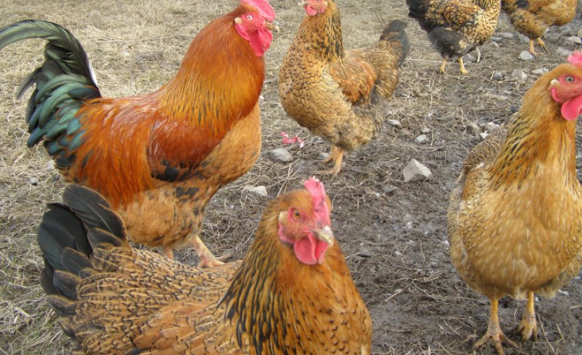 Вигульних дворик