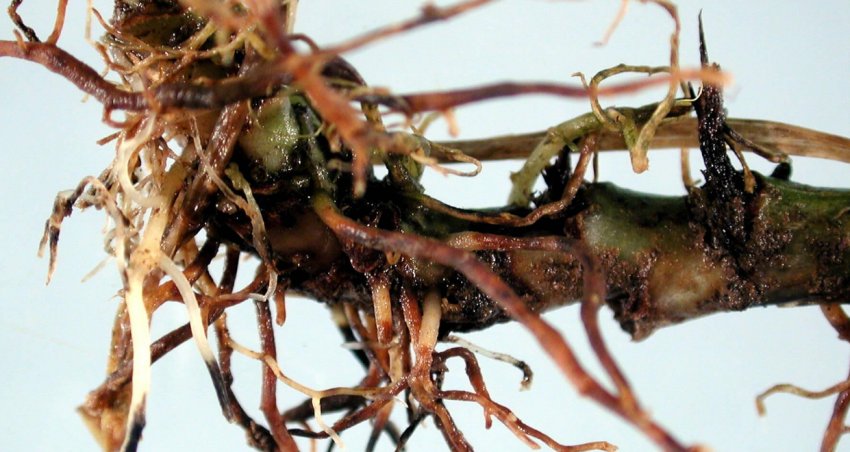 Коренева гниль