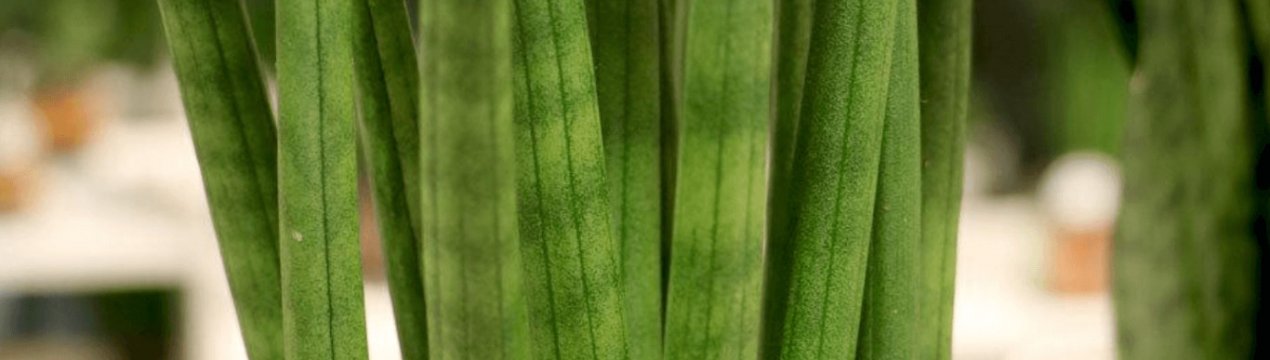 Сансевієрія циліндрика: вирощування і догляд в домашніх умовах